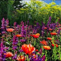 Gallery 1 - Mendocino Coast Botanical Gardens