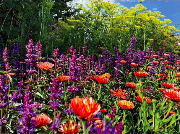 Gallery 1 - Mendocino Coast Botanical Gardens