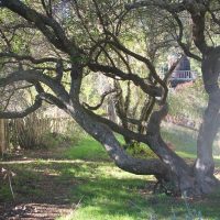 Cider Creek Collective