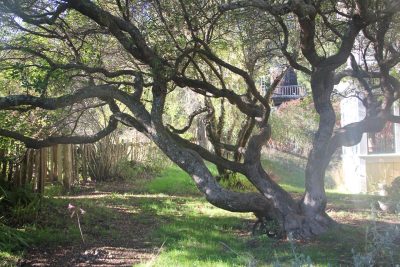 Cider Creek Collective