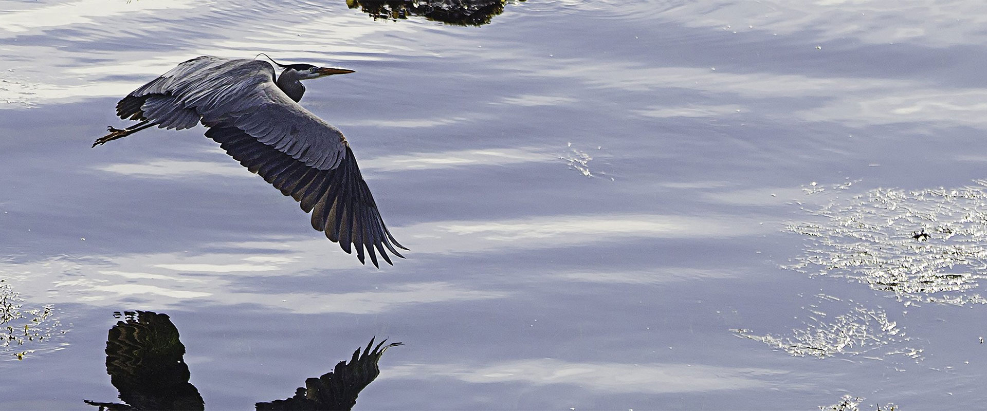 Birds in Flight