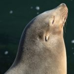 Gallery 4 - Endangered Species - a new exhibition at Edgewater Gallery