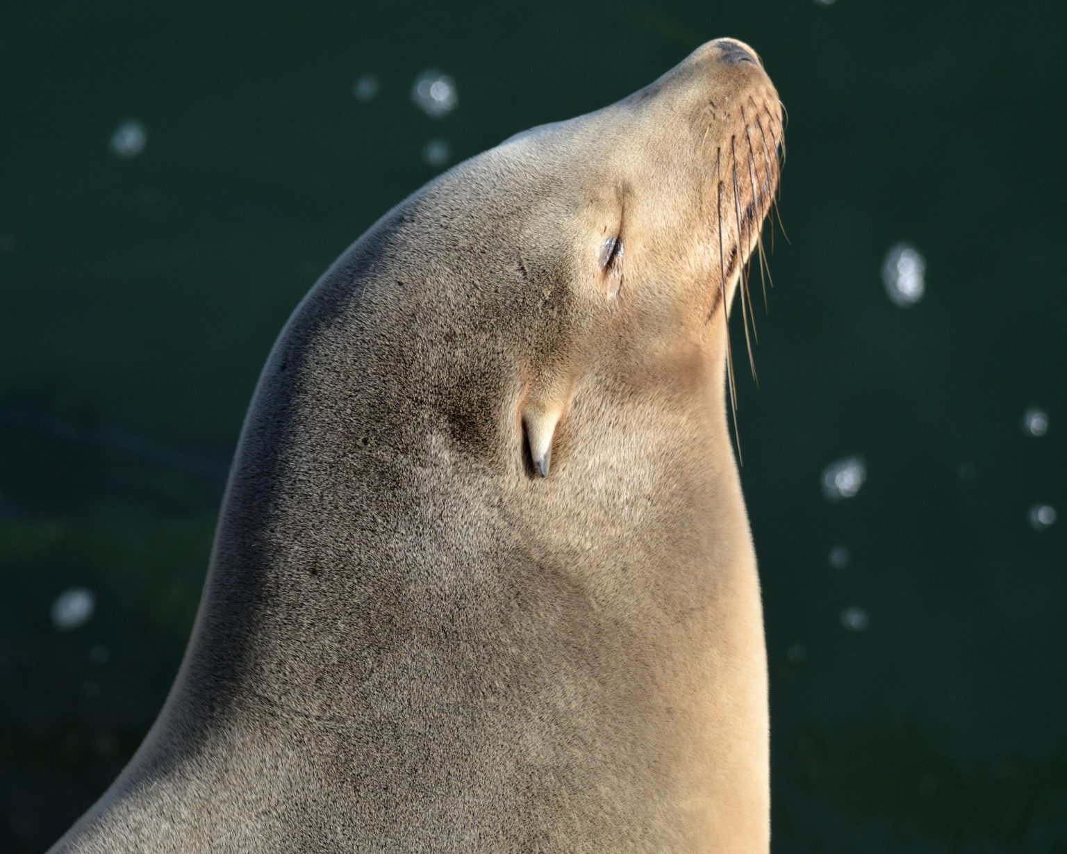 Gallery 4 - Endangered Species - a new exhibition at Edgewater Gallery